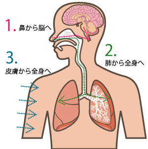 人体くん